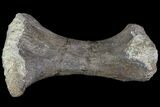 Camarasaurus Metatarsal (Toe Bone) - Wyoming #76729-3